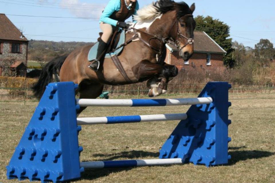 Skewbald Irish Sports Horse